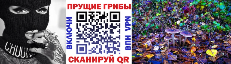 Галлюциногенные грибы Psilocybine cubensis  хочу   Нижние Серги 